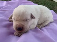 Hazel , a female Labrador Retriever for sale in Hurricane Mills, TN – Photo 2 of 6