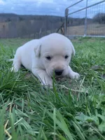 Bailey, a female Labrador Retriever for sale in Hurricane Mills, TN – Photo 3 of 3