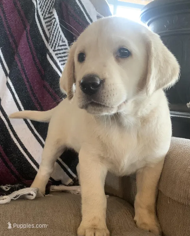 Bailey – Labrador Retriever puppy for sale in Hurricane Mills, TN
