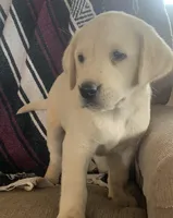 Bailey, a female Labrador Retriever for sale in Hurricane Mills, TN – 2 of 5