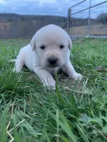 Bailey, a female Labrador Retriever for sale in Hurricane Mills, TN – Photo 2 of 3