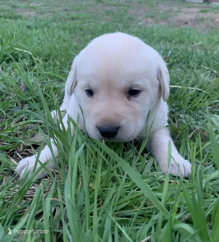 Bailey – Labrador Retriever puppy for sale in Hurricane Mills, TN