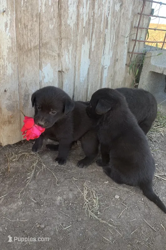 Layla – Labrador Retriever puppy for sale in Hurricane Mills, TN