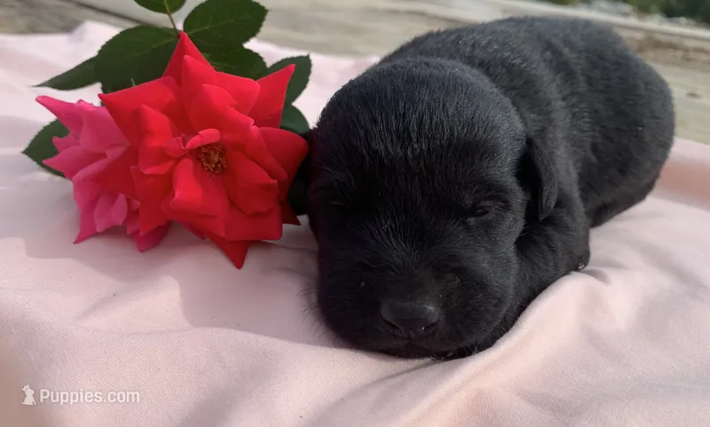 Daisy – Labrador Retriever puppy for sale in Hurricane Mills, TN