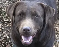 mocha, a female Labrador Retriever for sale in Hurricane Mills, TN – 2 of 2