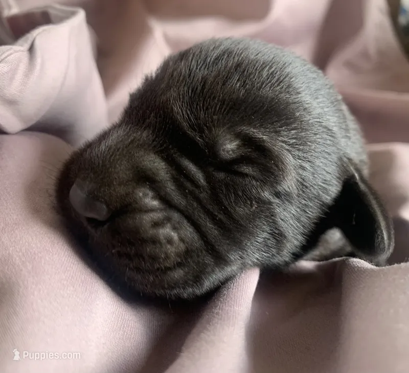 Duke – Labrador Retriever puppy for sale in Hurricane Mills, TN