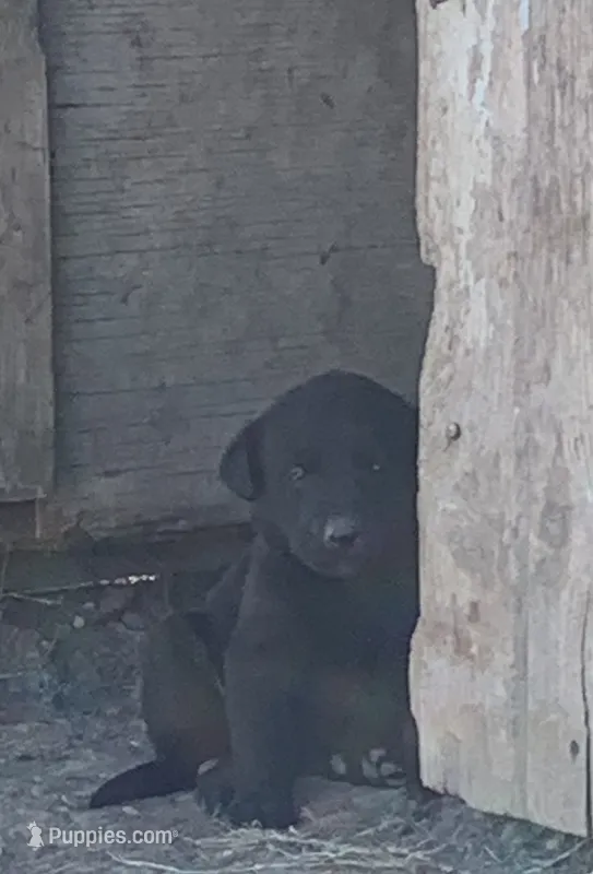 Daisy – Labrador Retriever puppy for sale in Hurricane Mills, TN