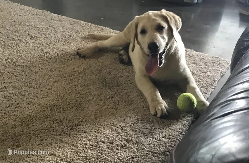 Hazel  – Labrador Retriever puppy for sale in Hurricane Mills, TN