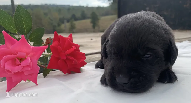 Duke – Labrador Retriever puppy for sale in Hurricane Mills, TN