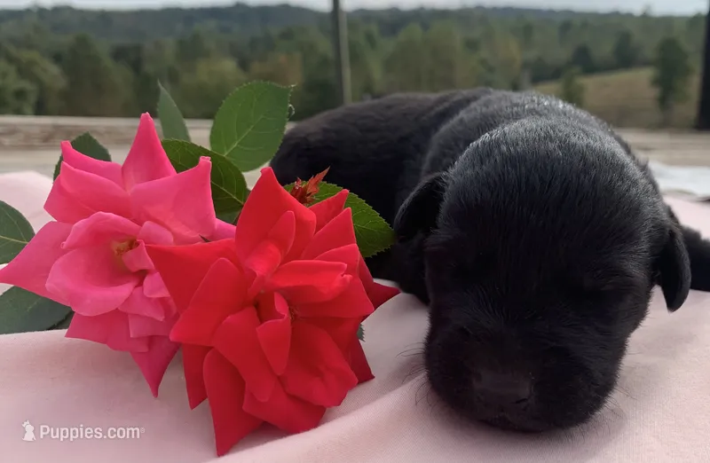 Bailey – Labrador Retriever puppy for sale in Hurricane Mills, TN