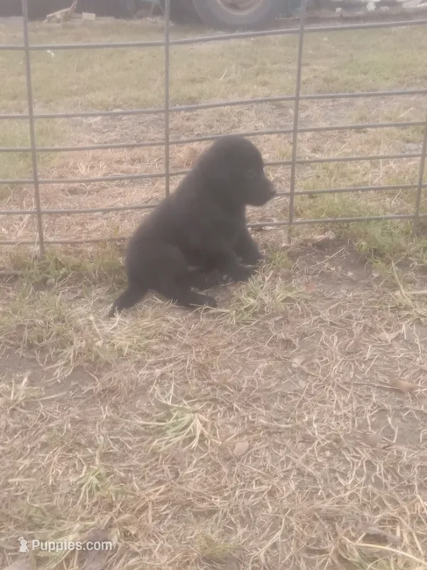 Kirby – Labrador Retriever puppy for sale in Hurricane Mills, TN