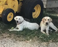 🐾AKC PUPPIES 🐾, a  Labrador Retriever for sale in Hurricane Mills, TN – Photo 3 of 4