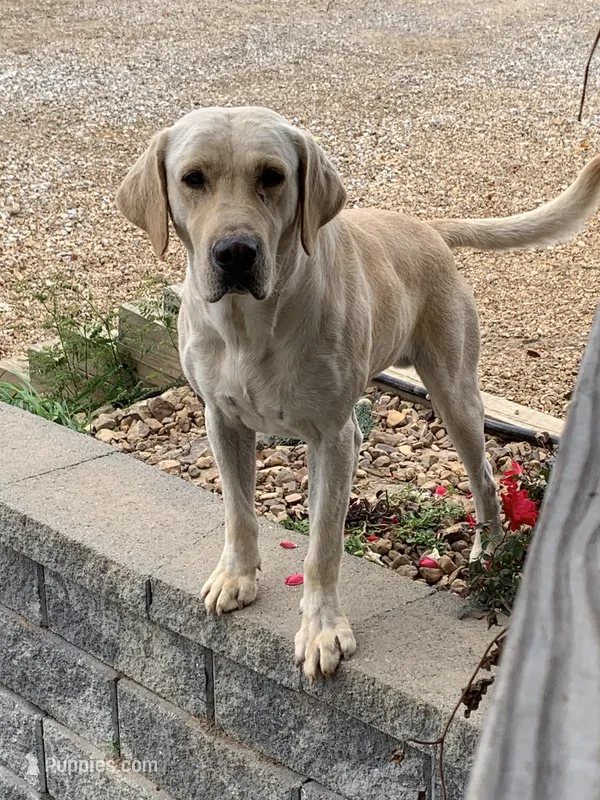 🐾AKC PUPPIES 🐾