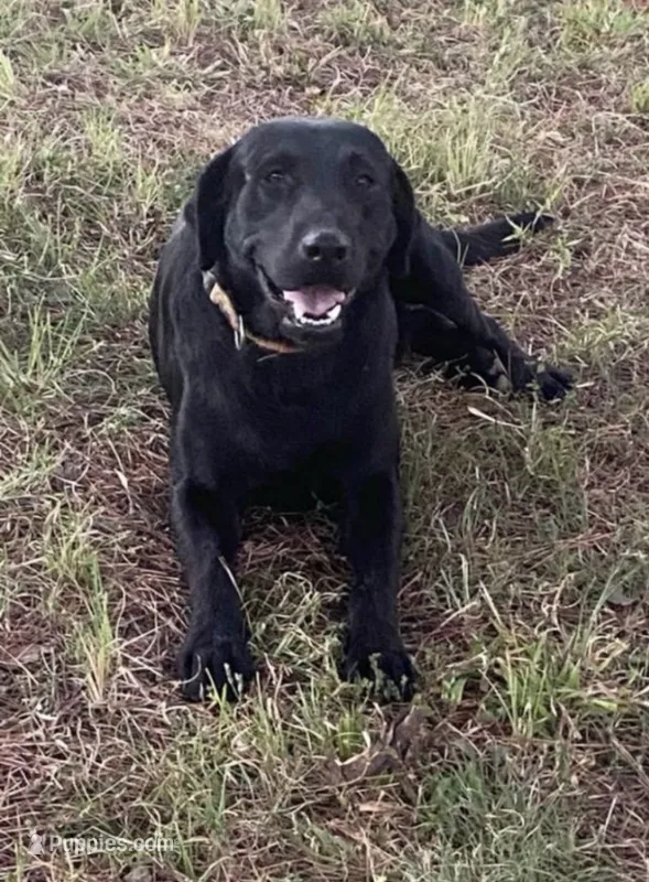 Rocky – Labrador Retriever puppy for sale in Hurricane Mills, TN