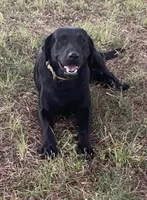 Rocky, a male Labrador Retriever for sale in Hurricane Mills, TN – 1 of 2