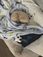 Tyson , a male Chihuahua for sale in Florence, SC – Photo 4 of 10