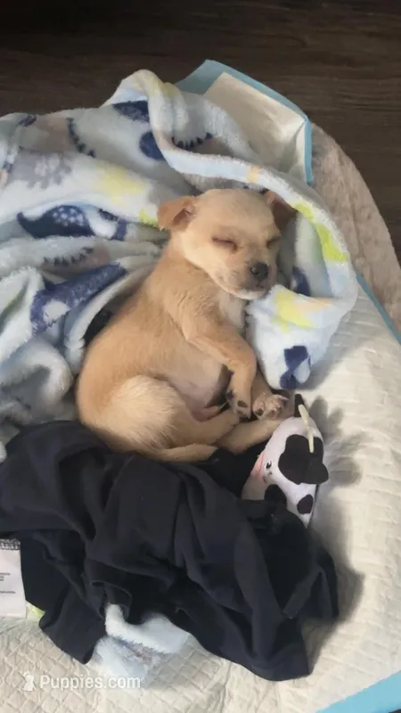 Tyson  – Chihuahua puppy for sale in Florence, SC