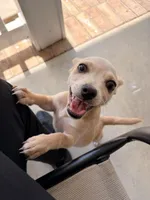 Tyson , a male Chihuahua for sale in Florence, SC – Photo 6 of 10