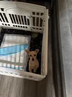 Tyson , a male Chihuahua for sale in Florence, SC – Photo 10 of 10