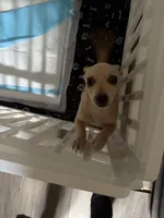 Tyson , a male Chihuahua for sale in Florence, SC – Photo 8 of 10