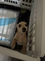 Tyson , a male Chihuahua for sale in Florence, SC – Photo 9 of 10