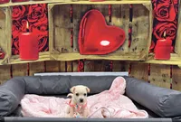 Tyson , a male Chihuahua for sale in Florence, SC – Photo 5 of 10