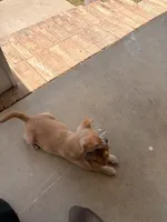 Tyson , a male Chihuahua for sale in Florence, SC – Photo 7 of 10