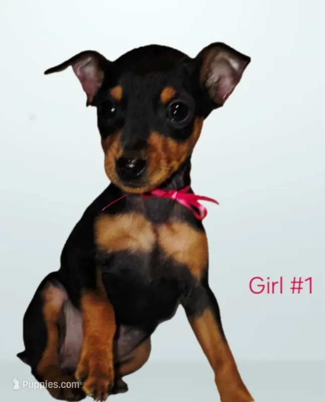 Girl 1 – Doberman Pinscher puppy for sale in Rogers, AR