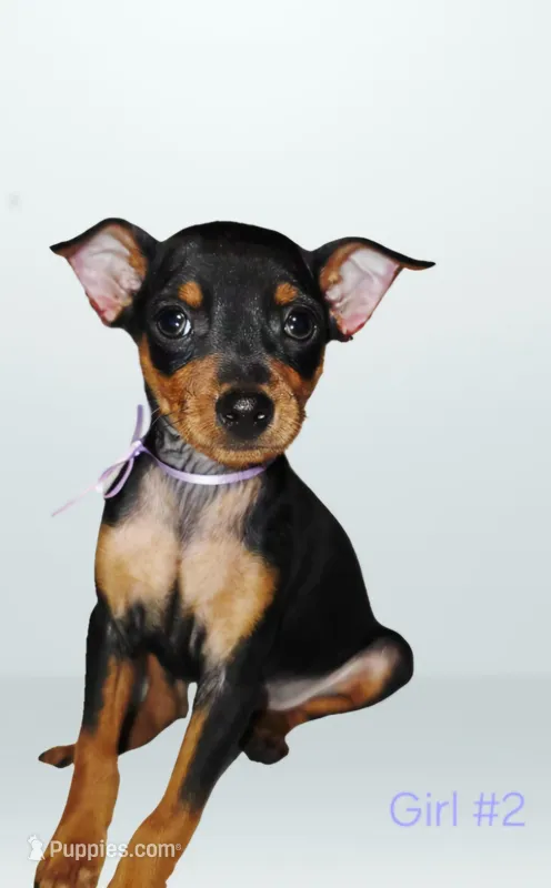 Girl 2 – Doberman Pinscher puppy for sale in Rogers, AR
