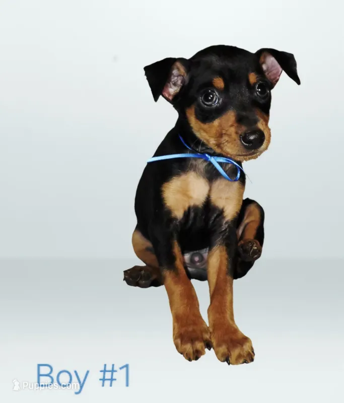 Boy 1 – Doberman Pinscher puppy for sale in Rogers, AR