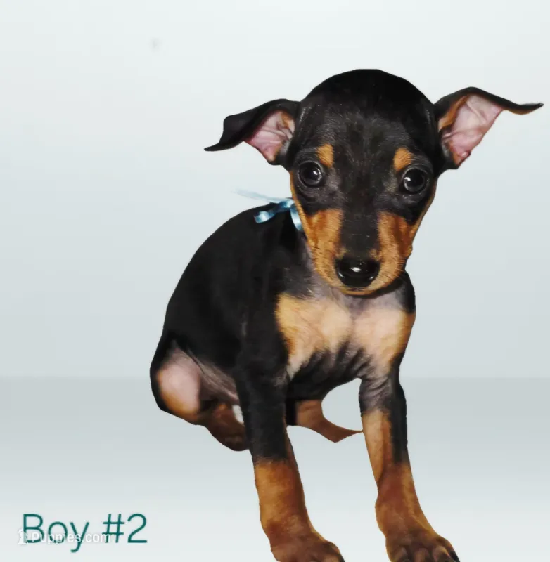 Boy 2 – Doberman Pinscher puppy for sale in Rogers, AR