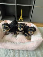 Pickles, a male Yorkshire Terrier and Morkie for sale in Ocala, FL – 5 of 8