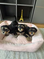 Pickles, a male Yorkshire Terrier and Morkie for sale in Ocala, FL – 2 of 8