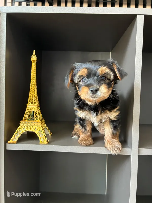 Pickles – Yorkshire Terrier, Morkie puppy for sale in Ocala, FL