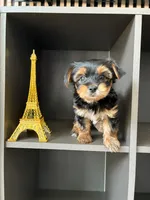 Pickles, a male Yorkshire Terrier and Morkie for sale in Ocala, FL – 1 of 8