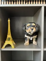 Pickles, a male Yorkshire Terrier and Morkie for sale in Ocala, FL – 6 of 8