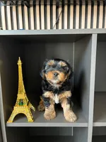 Pickles, a male Yorkshire Terrier and Morkie for sale in Ocala, FL – 8 of 8