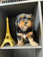 Pickles, a male Yorkshire Terrier and Morkie for sale in Ocala, FL – 3 of 8