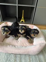 Pickles, a male Yorkshire Terrier and Morkie for sale in Ocala, FL – 4 of 8