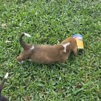 Dolly, a female Basset Hound for sale in Thorndale, TX – 8 of 8