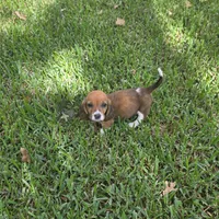 Dolly, a female Basset Hound for sale in Thorndale, TX – 5 of 8