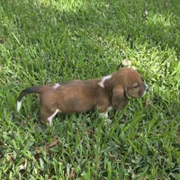 Dolly, a female Basset Hound for sale in Thorndale, TX – 2 of 8