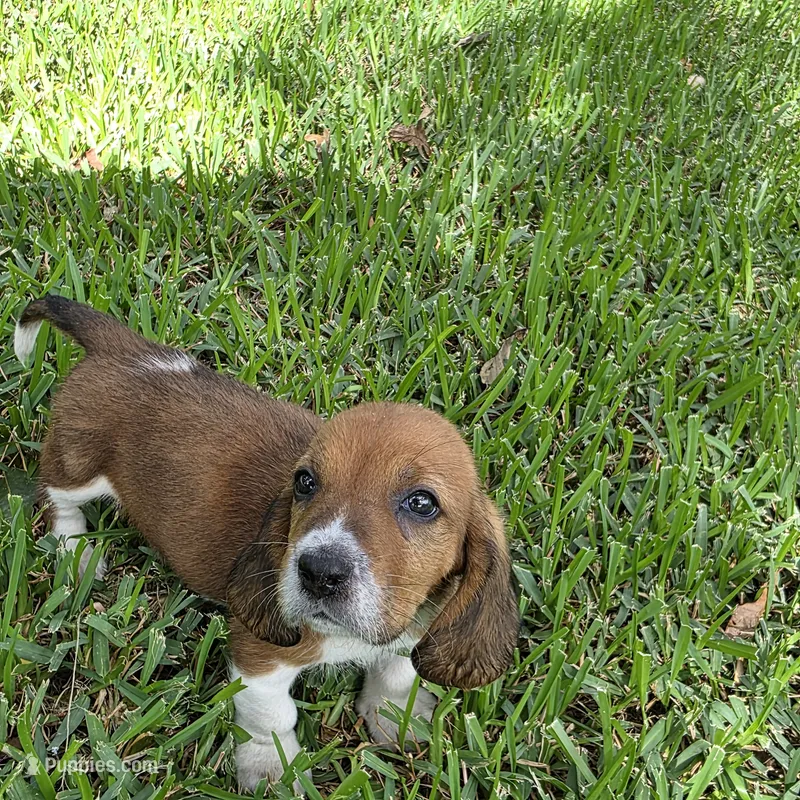 Dolly – Basset Hound puppy for sale in Thorndale, TX