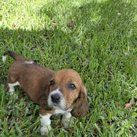 Dolly, a female Basset Hound for sale in Thorndale, TX – 1 of 8
