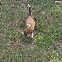 Dolly, a female Basset Hound for sale in Thorndale, TX – 7 of 8