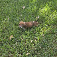 Dolly, a female Basset Hound for sale in Thorndale, TX – 3 of 8