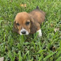 Dolly, a female Basset Hound for sale in Thorndale, TX – 6 of 8