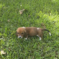Dolly, a female Basset Hound for sale in Thorndale, TX – 4 of 8