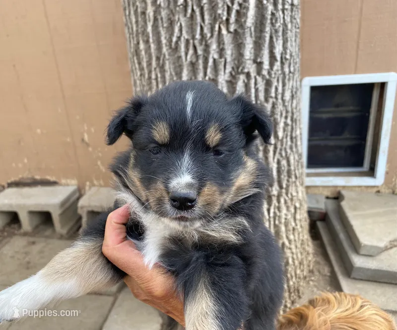 pistol f black tri with little white – Miniature Australian Shepherd puppy for sale in Hygiene, CO