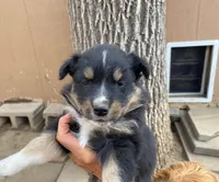 pistol f black tri with little white, a female Miniature Australian Shepherd for sale in Hygiene, CO – 1 of 3